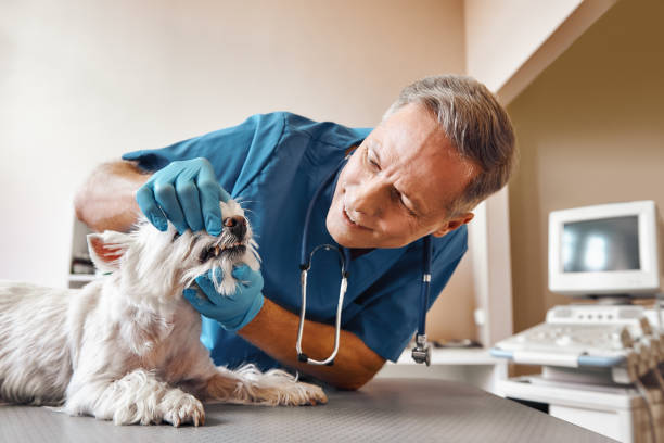 Best Broken or Chipped Tooth Repair in Chevy Chase Heights, PA